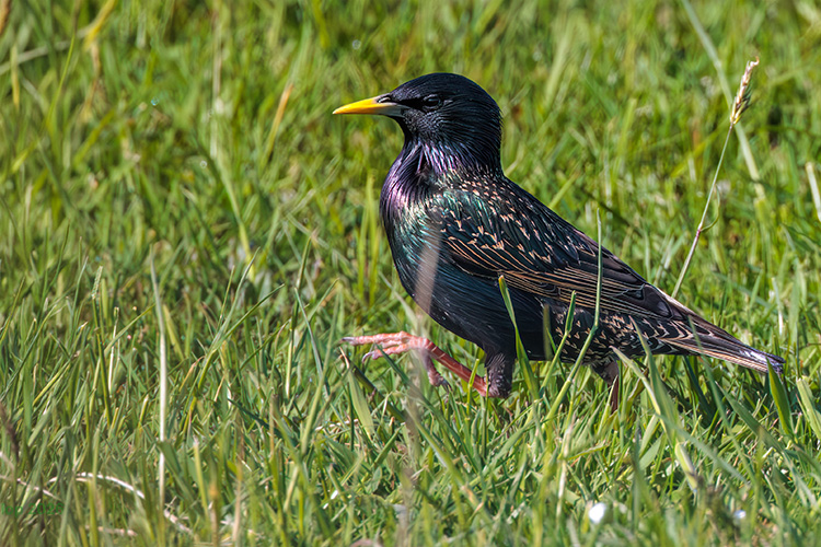 Starling looking colourful